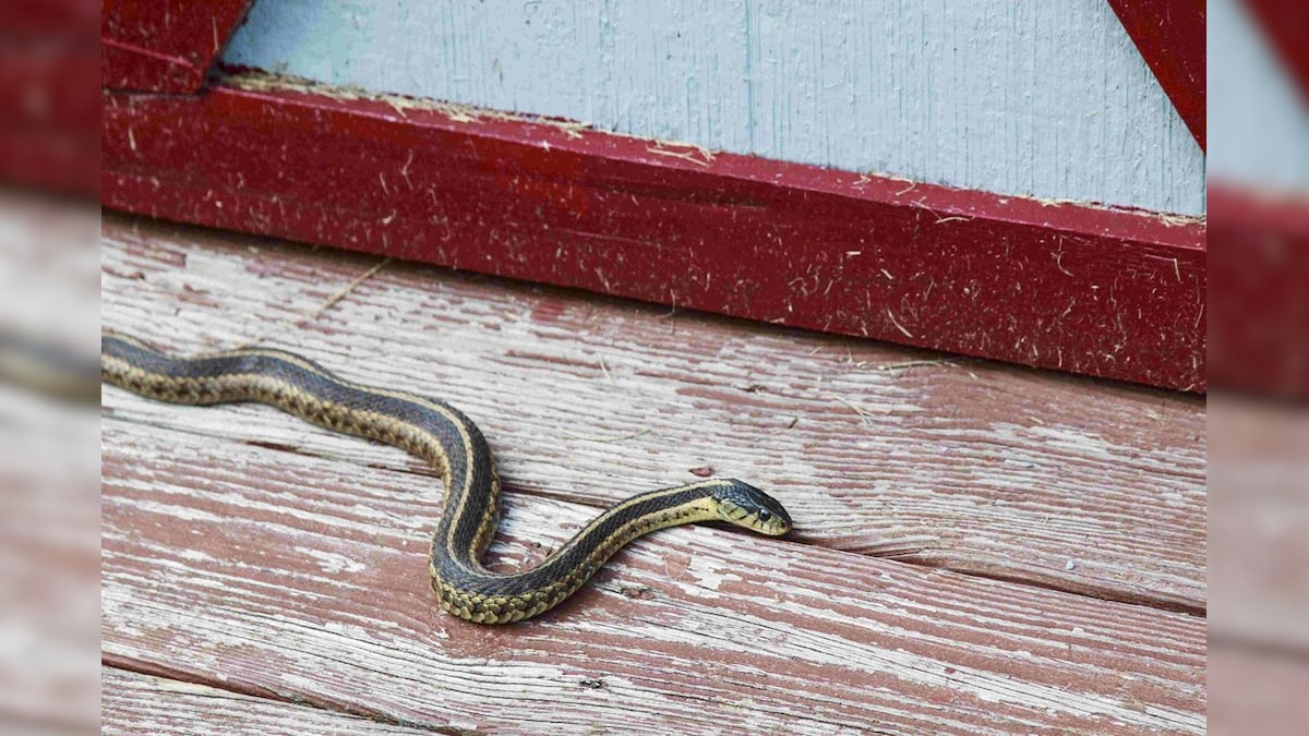 Snake In Home: হিস-হিস শব্দ, এই বর্ষায় বাড়িতে সাপ ঢুকল নাকি? দেখেশুনে বুঝে নিন সাপ আনাচ-কানাচে নেই তো, রইল সাপ থাকার সব লক্ষণগুলি