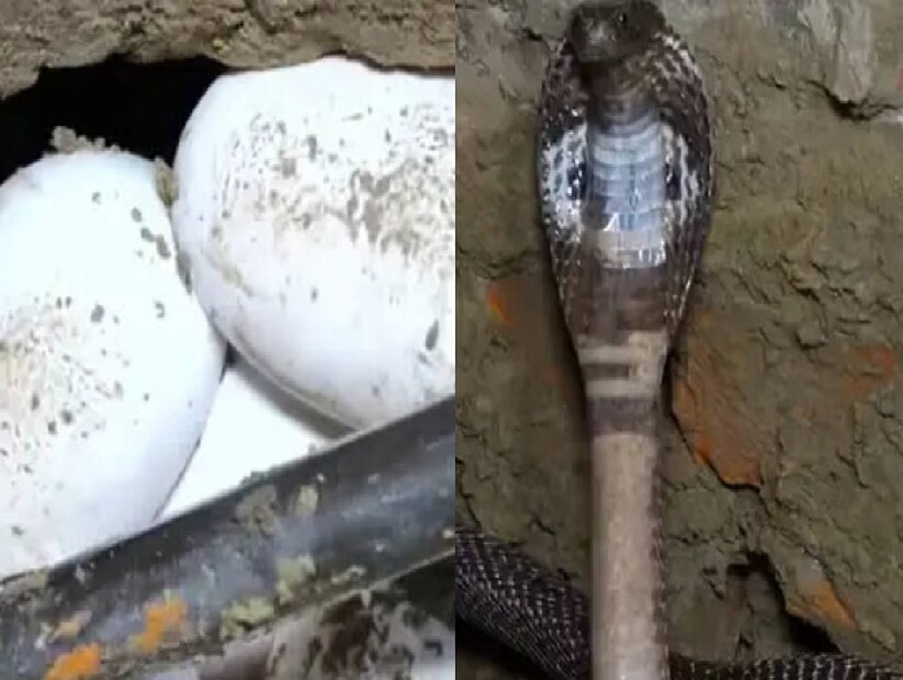 বহু বছর ধরে এমন ছবি বা ভিডিও ইন্টারনেটে ঘোরাফেরা করছে, যেখানে সাপকে নিজের লেজ কামড়ে ধরতে বা গিলে ফেলতে দেখা যাচ্ছে। অনেকেই ভাবেন এটা বুঝি কোনও অলৌকিক বা মায়াবী ব্যাপার। কিন্তু বাস্তব বলছে, এর পেছনে রয়েছে সাপের শরীর, পরিবেশ উপলব্ধি, আর মানসিক অবস্থার প্রভাব।