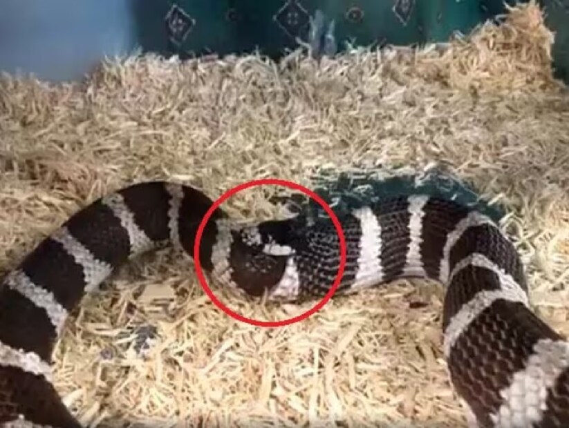এছাড়াও মানসিক চাপ বা স্ট্রেসের কারণেও সাপের আচরণ বদলে যায়। কেউ কেউ লুকিয়ে পড়ে, কেউ খাবার খাওয়া বন্ধ করে দেয়, আবার কেউ কেউ নিজেই নিজের শরীর আক্রমণ করে বসে। এমনও হয়েছে, একটানা না খেয়ে সাপ এতটাই ক্ষুধার্ত হয়ে পড়ে যে যেকোনও নড়াচড়াকেই শিকার বলে ভুল করে — এমনকি নিজের লেজও।