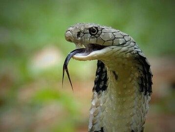 সাপের শত্রু ঘরের এই ৪ জিনিস! দরজায় ছুঁড়ে দিলেই কাছে আসবে না সাপ! বর্ষায় নো টেনশন!