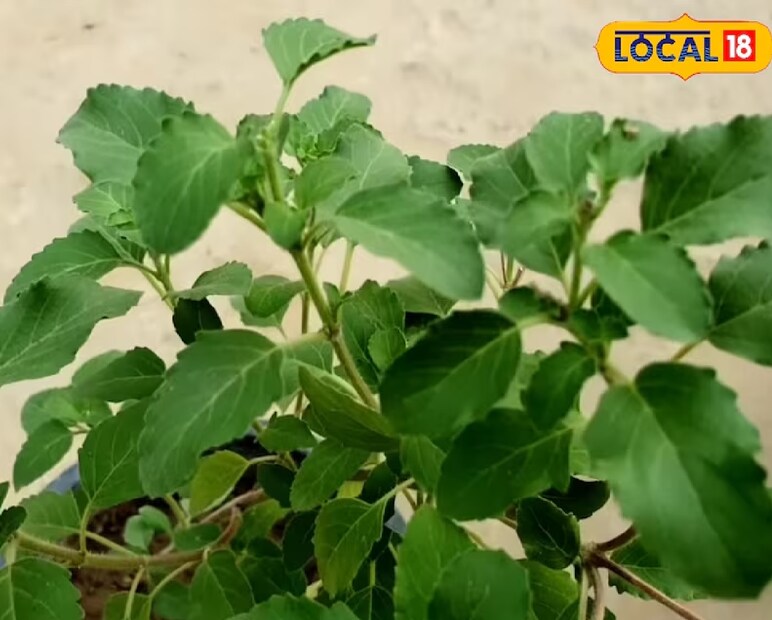 &#x1f33f; ১. তুলসী (Tulsi): ঘরের শুদ্ধি, সাপের দূরত্বপ্রায় প্রতিটি ভারতীয় বাড়িতেই তুলসী গাছ দেখা যায়। শুধু ধর্মীয় দিক দিয়েই নয়, এর শক্তিশালী সুবাস সাপের অত্যন্ত অপছন্দের। তুলসী গাছ বাড়ির বারান্দা, জানলার ধারে বা উঠোনে লাগালে তা সাপকে দূরে রাখতে সাহায্য করে। পাশাপাশি তুলসী বাতাসকে বিশুদ্ধ রাখে ও শরীরের রোগ প্রতিরোধ ক্ষমতা বাড়ায়। 