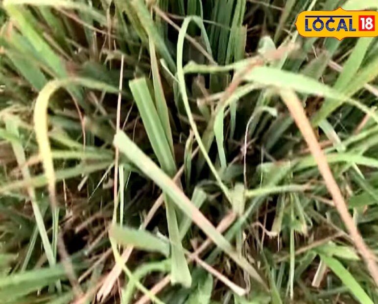 &#x1f33f; ৫. লেমন গ্রাস (Lemon Grass): সুগন্ধে মুগ্ধতা, সাপের ছিটকানিলেমন গ্রাসের সতেজ ঘ্রাণ আমাদের যেমন আনন্দ দেয়, সাপের জন্য তা ভয়ঙ্কর। বাড়ির বাগান, উঠোনে লেমন গ্রাস গাছ লাগালে সাপ ঘরে ঢোকার সাহসই পাবে না। এটি একটি কার্যকরী ও সুগন্ধিময় উপায় সাপ দূরে রাখার।