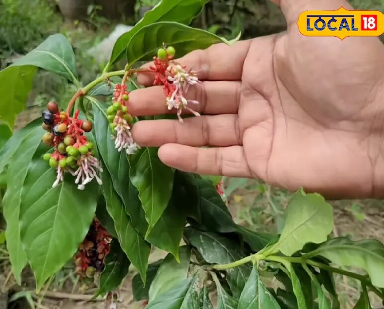 &#x1f33f; ৪. সর্পগন্ধা (Sarpagandha): সাপ তাড়াতে প্রকৃতির আশীর্বাদএটি এক আশ্চর্য ওষুধি গাছ। এর তীব্র গন্ধ সাপ একেবারেই সহ্য করতে পারে না। তাই আপনার বাড়ি, ছাদ, উঠোন, বা প্রবেশদ্বারে সর্পগন্ধা গাছ লাগালে তা সাপকে দূরে রাখবে। এই গাছ আপনার বাড়ির জন্য হতে পারে এক ‘নিরাপদ প্রাকৃতিক দেয়াল’। 