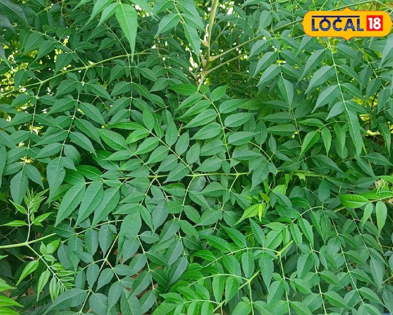 &#x1f33f; ৩. নিম গাছ (Neem): ওষুধি গুণেই সাপ দুরে পালায়নিম গাছ তার অসাধারণ ওষুধি গুণের জন্য প্রাচীনকাল থেকেই পরিচিত। এই গাছের বিশেষ গন্ধ পরিবেশকে শুধু বিশুদ্ধই করে না, সাপকেও তাড়িয়ে দেয়। বাড়ির চারপাশে নিম গাছ লাগালে সাপের আগমন অনেকটাই কমে যায়। 