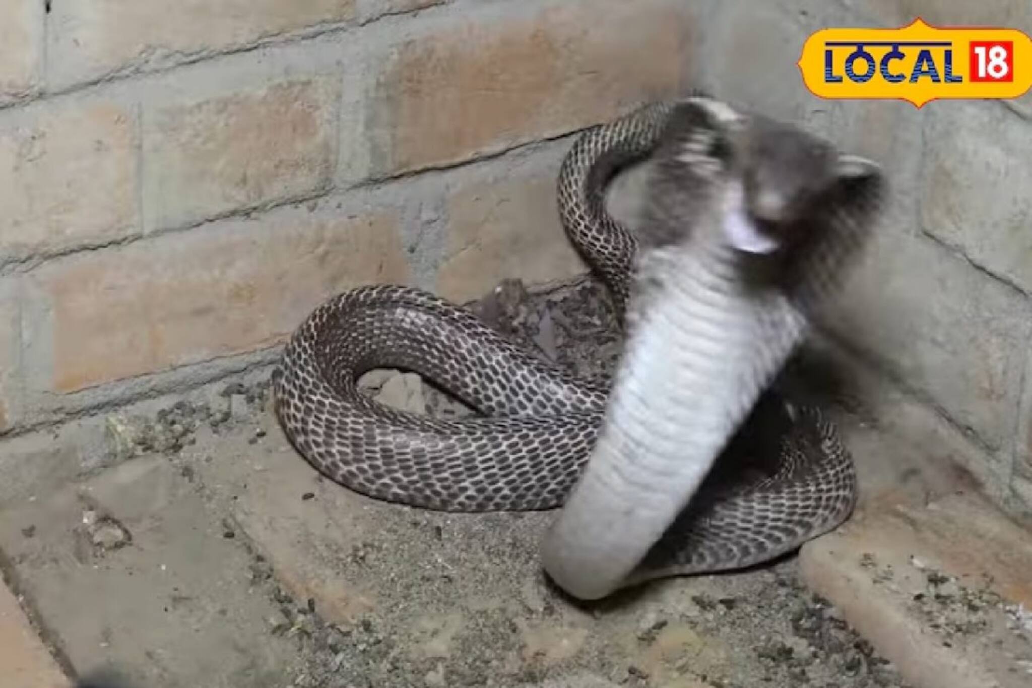 বর্ষায় সাপ ঢুকে পড়ছে ঘরে? বাড়ির চারপাশে লাগান এই ৫ গাছ, প্রাকৃতিক ভাবে মিলবে 'রক্ষা কবচ'!