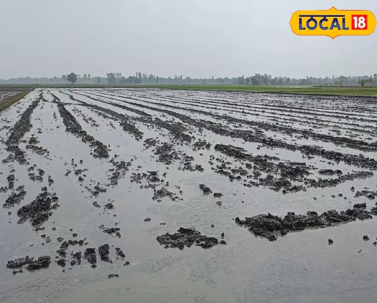 বর্ষার মরসুম মানেই শুধু সুন্দর প্রকৃতি নয়, তার সঙ্গে থাকে কিছু অদৃশ্য বিপদও। তবে সঠিক গাছ নির্বাচন ও লাগানোর মাধ্যমে আপনি নিজের পরিবারকে রাখতে পারেন নিরাপদ, আর পরিবেশও পাবে এক নতুন প্রাণ। তাই দেরি না করে, আজই এই গাছগুলো লাগিয়ে ফেলুন আপনার আশপাশে—প্রকৃতি নিজেই হয়ে উঠবে আপনার প্রহরী।