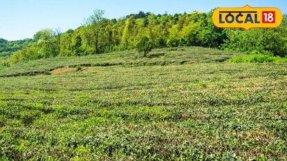 চা বাগান চা বাগান