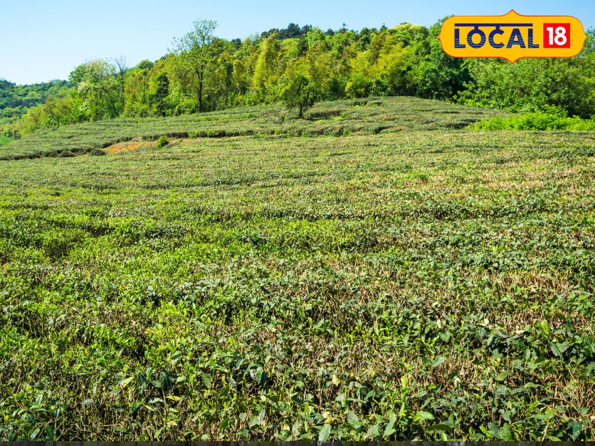 লেপার্ডের জ্বালাতনের মাঝেই ভয়ঙ্কর কাণ্ড! চাঞ্চল্য ছড়াতেই ময়দানে নামতে হল বন দফতরকে
