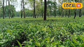 চা বাগান চা বাগান