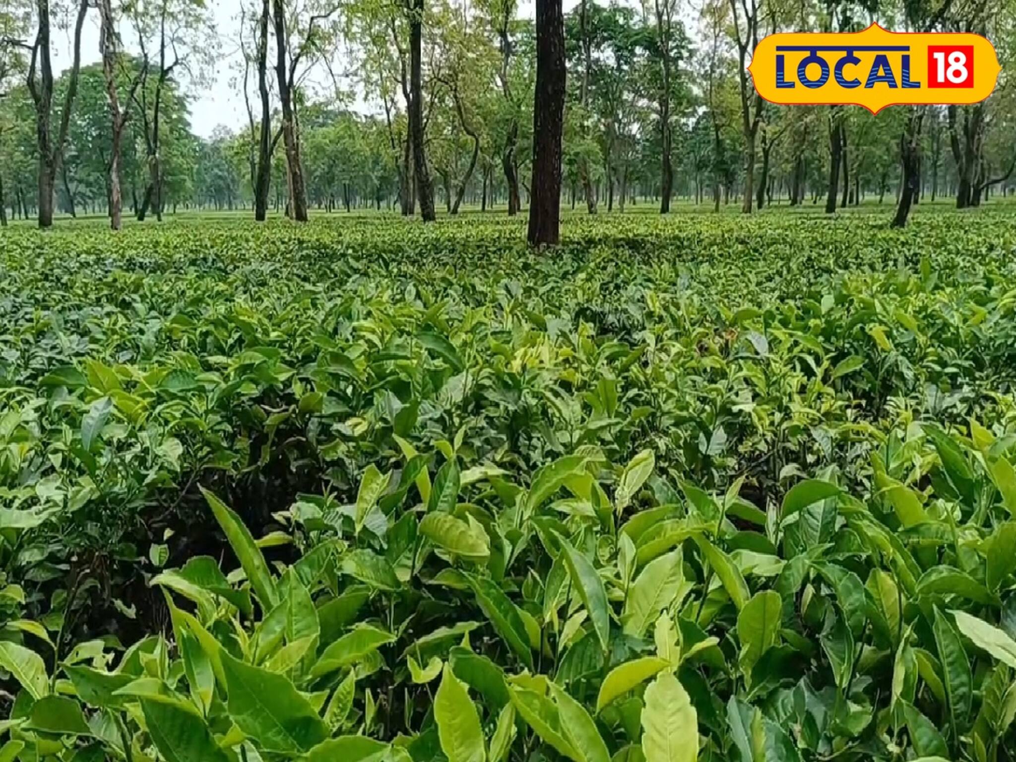 ফের বন্ধ হয়ে গেল ডুয়ার্সে আরও একটি চা বাগান! কাজ হারালেন ৬৩৬ জন চা শ্রমিক