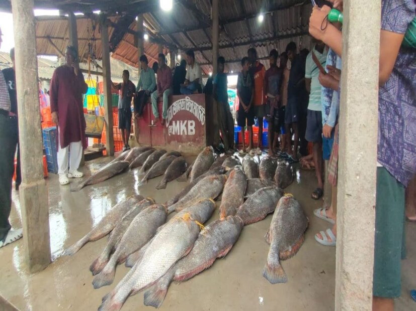 এদিনের এই মাছগুলি সাইজে তুলনামূলক ভাবে খুবই ছোট। সেই অনুযায়ী দাম পেয়েছে। মরশুমের প্রথম দিকে ইলিশ-সহ এই ধরনের দামি ঔষধীগুণ সম্পন্ন বিরাট লাভজনক মাছ পেয়ে খুশি মৎস্যজীবীরা। চলতি মরশুমে আশা করা যায় দিঘা মোহনাতে রেকর্ড পরিমাণ মাছ উঠবে।' Representative Image 