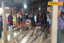টন টন ইলিশ...? দিঘায় এবার ধরা পড়ল ইলিশের 'বাবা'! লাখ লাখ টাকায় বিক্রি হল এই বিশেষ মাছ