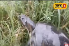 রাতের অন্ধকারে রাস্তায় ওটা কি দেখলেন গ্রামের বাইক চালক! এরপর যা হল, Watch Video