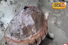 মৎস্যজীবীদের জালে বিলুপ্ত প্রায় কচ্ছপ! যেভাবে প্রাণ বাঁচল প্রাণীর
