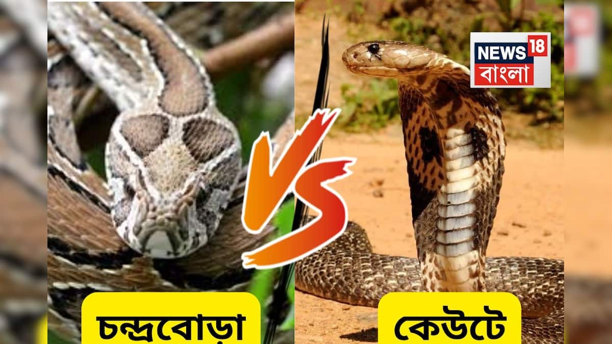 Cobra Vs Russell's Viper: কেউটে না চন্দ্রবোড়া? কোন সাপের বিষ বেশি ...
