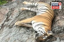 পড়ে রয়েছে বাঘিনির দেহ..পাশে নিথর ৪টে শাবক! অভয়ারণ্যের ভিতরে কী করে ঘটল এমন ঘটনা