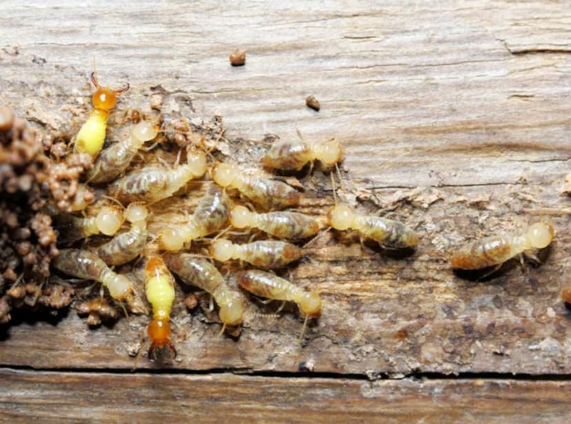 Termites: উইপোকা, যেন ধ্বংসের আর এক নাম, কাঠের আসবাবপত্র কুরে কুরে খায়। বর্ষাকালে এদের সমস্যা বেশি হয়। বর্ষায় আর্দ্রতা বেশি থাকার কারণে এরা দ্রুত বৃদ্ধি পায়। সুযোগ পেলে এরা ঘরের দরজা, জানালা এবং আসবাবপত্র শেষ করে ফেলে। 