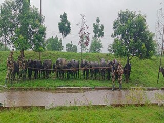 ভারত-বাংলাদেশ সীমান্তে বিএসএফের বড় অভিযান