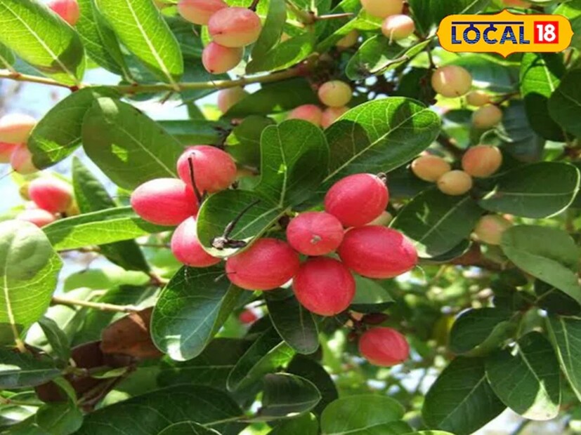 অনেক পরিবারেই বাচ্চাদের রুটিতে মাখন মাখিয়ে করমচার আচার দিয়ে খেতে দেওয়া হয়। কোনও তরকারির প্রয়োজন হয় না, এই আচার এতটাই মুখরোচক।