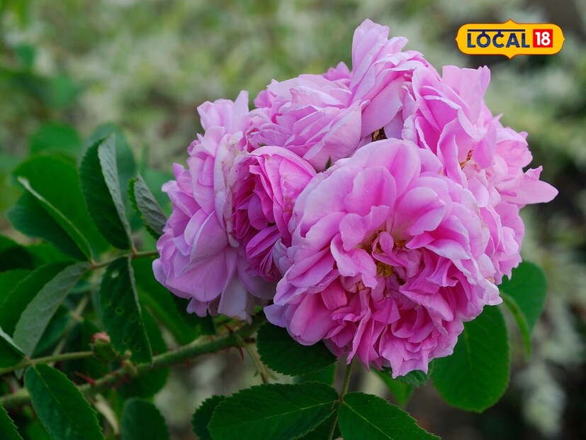 সুগন্ধি উদ্ভিদ কেন্দ্রে একটি বাঁধ ফসল হিসেবে এর চাষ শুরু হয়েছিল, যা আজ অনেক জেলায় বাণিজ্যিক ফসল হিসেবে চাষ করা হচ্ছে, যা কৃষকদের কর্মসংস্থানের সুযোগ করে দিচ্ছে ব্যাপক হারে।