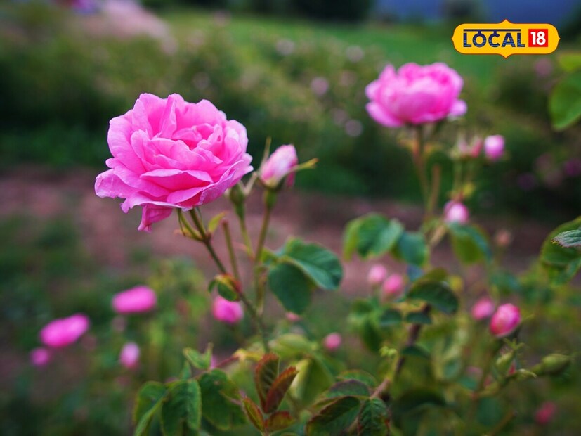 ডঃ নৃপেন্দ্র বলেন, সুগন্ধি এবং ঔষধি গুণের কারণে দামাস্ক সুগন্ধি, গোলাপ জল এবং প্রয়োজনীয় তেল তৈরিতে ব্যবহৃত হয়। দামাস্ক গোলাপের চাষ ভারতে নয়, সিরিয়ার রাজধানী দামাস্কে শুরু হয়েছিল।