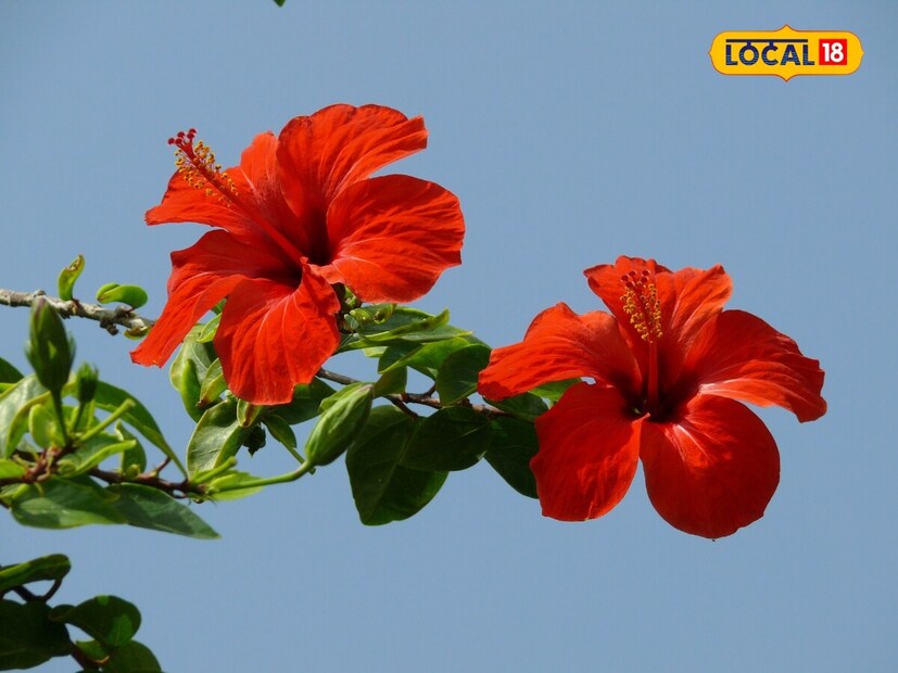 জবা ফুল প্রাকৃতিকভাবে ত্বকের সমস্যা নিরাময় করে। চুলের সমস্যার জন্যও এটি উপকারী। এই ফুলের পাল্প তৈরি করে চুলে লাগালে খুশকি দূর হয় ম্যাজিকের মতো।