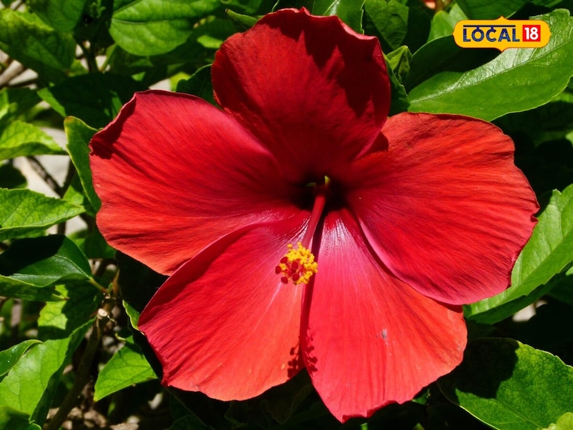 জবা ফুল আমাদের স্বাস্থ্যের জন্য উপকারী কারণ এটি পাচনতন্ত্রকে শক্তিশালী করে, ফলে আলসার এবং পেটের সমস্যা থেকে মুক্তি দেয়।