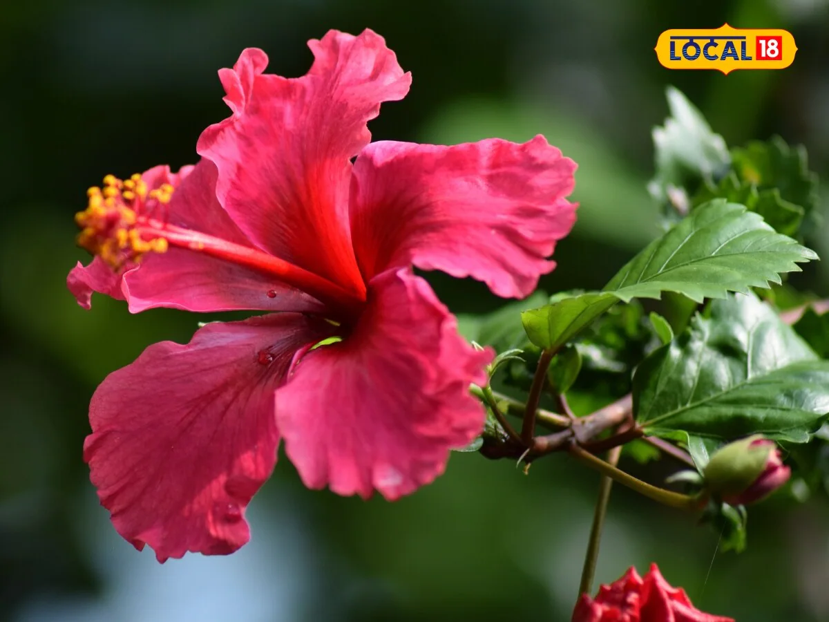 আয়ুর্বেদ চিকিৎসক দেবেন্দ্র কুমার বলেন, যশোদা 'জপা পুষ্প' নামে পরিচিত জবা ফুল ওজন কমানো এবং উচ্চ রক্তচাপ নিয়ন্ত্রণে খুবই উপকারী।