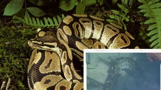 ২৬ ফুটের অজগরের পেট থেকে বেরিয়ে এল কৃষক। 