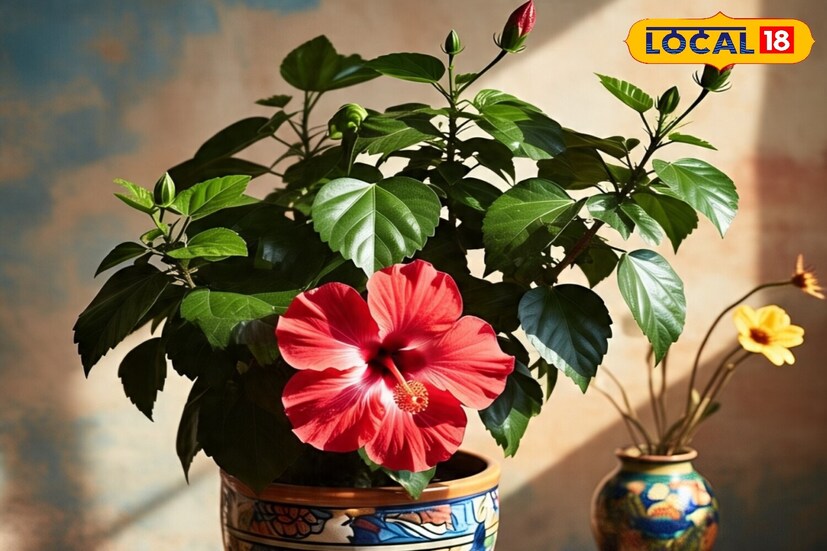গৃহস্থ বাড়িতে আমরা প্রায়শই শখ করে জবা গাছ পুঁতে থাকি৷ কারণ, এটি আমাদের বাঙালি বাড়িতে পুজোতে জবা ফুল অবশ্যই লাগে৷ বর্ষাকালে যদি দেখেন আপনার জবা গাছ ঠিক করে বাড়ছে না বা তাতে ঠিকঠাক ফুল আসছে না, তাহলে একটি ঘরোয়া উপায় প্রয়োগ করে দেখতে পারেন৷ এতে গাছের পাতা তো সবুজ হবেই, গাছে পাতার চেয়ে ফুলই বেশি দেখতে পাবেন৷ 