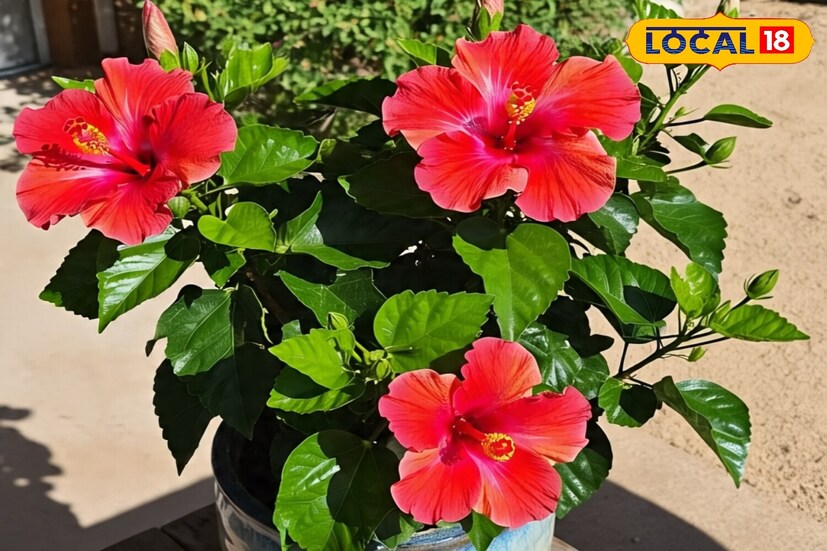 বর্ষাকালে, মিলি বাগ নামের একটি সাদা রঙের তুলোতুলো পোকা জবাগাছকে আক্রমণ করে৷ এই পোকা দূর করার ঘরোয়া উপায় রয়েছে৷