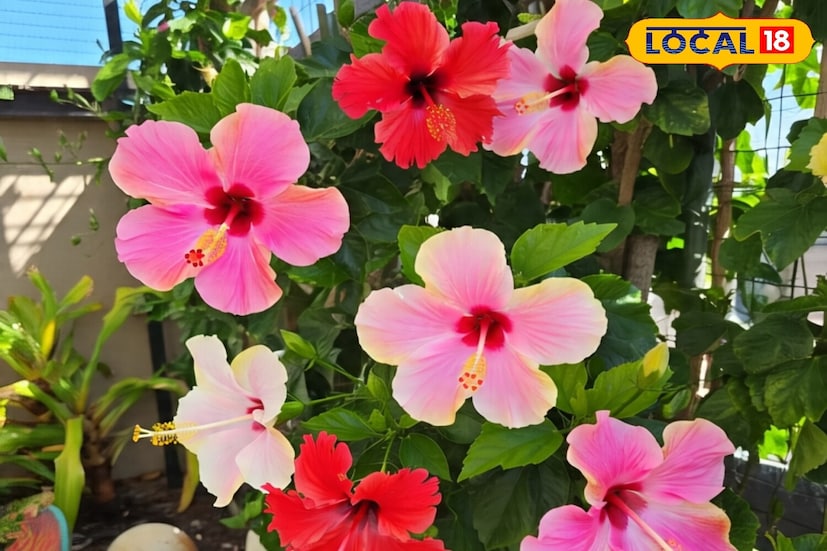 বর্ষাকালে, পিঁপড়ে এবং পোকামাকড় জবা গাছকে আক্রমণ করে, যার ফলে গাছের বৃদ্ধি বন্ধ হয়ে যায় এবং ফুল ফোটে কম। এই সমস্যাগুলি প্রতিরোধ করতে, আপনার বাড়িতে রাখা ওয়াশিং পাউডার খুবই কার্যকর হতে পারে। ওয়াশিং পাউডারে পোকামাকড় নিধনের বৈশিষ্ট্য রয়েছে।