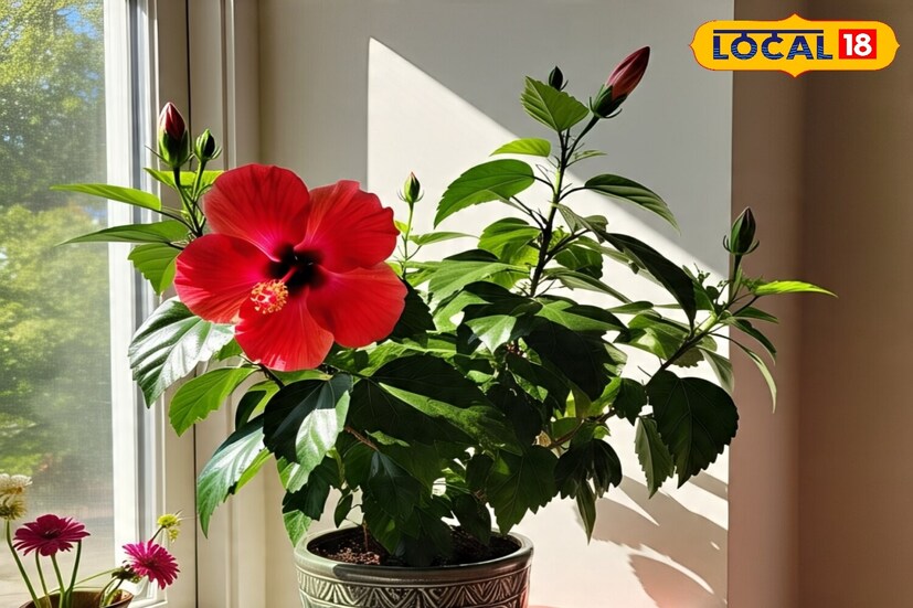 ডিটারজেন্ট পাউডার দিয়ে তৈরি দ্রবণটি সন্ধ্যায় ব্যবহার করা উচিত। পরের দিন সকালে গাছে পরিষ্কার জল দিন। সকালে অল্প পরিমাণে জল দিন এবং সন্ধ্যায় আবার প্রচুর পরিমাণে জল দিতে পারেন। গাছের শিকড়ের মাটি ভিজে থাকলে, একদিন অন্তর অন্তর জল দেওয়া যেতে পারে।