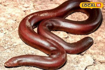 তান্ত্রিকদের প্রিয়...বিরল এই ‘দু’মুখো’ সাপ, ধরা পড়ল এবার! ২৫ কোটি টাকা পর্যন্ত দাম তান্ত্রিকদের প্রিয়...বিরল এই ‘দু’মুখো’ সাপ, ধরা পড়ল এবার! ২৫ কোটি টাকা পর্যন্ত দাম
