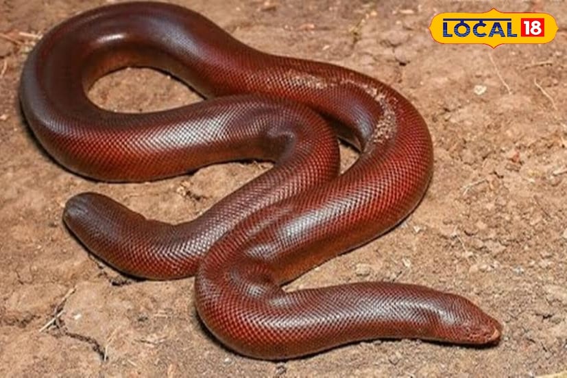 Snake Facts: তান্ত্রিকদের প্রিয়…বিরল এই ‘দু’মুখো’ সাপ, ধরা পড়ল এবার! ২৫ কোটি টাকা পর্যন্ত দাম, জেনে নিন রেড স্যান্ড বোয়ার বিশেষত্ব Snake Facts: তান্ত্রিকদের প্রিয়…বিরল এই ‘দু’মুখো’ সাপ, ধরা পড়ল এবার! ২৫ কোটি টাকা পর্যন্ত দাম, জেনে নিন রেড স্যান্ড বোয়ার বিশেষত্ব