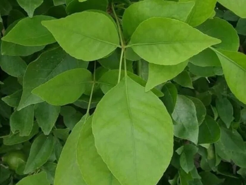 *এমন পরিস্থিতিতে, আপনি যদি আপনার বাড়িতে এই গাছটি রোপণ করেন তবে এটি কেবল ধর্মীয় দৃষ্টিকোণ থেকেই শুভ নয়, আপনার পরিবেশকেও বিশুদ্ধ রাখে। কীভাবে বাড়িতে এই বেলগাছ রোপণ করবেন?