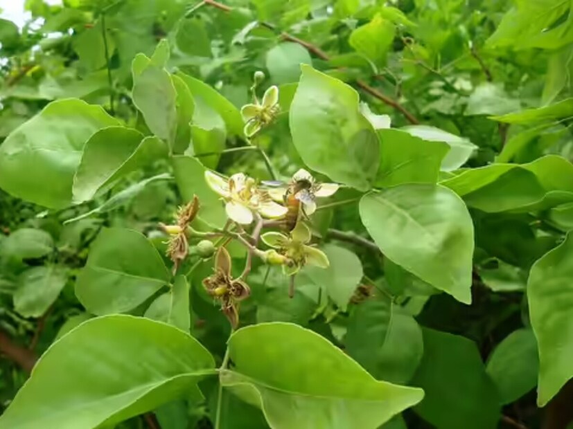 *গরম এবং আর্দ্র পরিবেশে বেলগাছ ভাল বৃদ্ধি পায়। তিনি সরাসরি সূর্যালোক পছন্দ করেন এবং গ্রীষ্মমণ্ডলীয় জলবায়ু তার জন্য আদর্শ। এই গাছগুলি ২ ডিগ্রি সেন্টিগ্রেড থেকে ৪৫ ডিগ্রি সেন্টিগ্রেড তাপমাত্রায় ফুল ফোটাতে পারে। অতএব, গ্রীষ্ম এবং হালকা শীত উভয়ই এটির জন্য অনুকূল বলে মনে করা হয়।