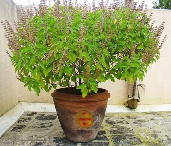 যদি অনেক চেষ্টা করার পরেও সাফল্য না পাওয়া যায় এবং ঘরে টাকা পয়সা না থাকে, তাহলে একাদশীতে স্নান ও ধ্যানের পর ভগবান বিষ্ণু এবং মা লক্ষ্মীর পূজা করুন। পূজার সময় কাঁচা গরুর দুধে তুলসীর কুঁড়ি মিশিয়ে ভগবান বিষ্ণুর অভিষেক করুন। এই প্রতিকার করলে আর্থিক অবস্থার উন্নতি হয়।