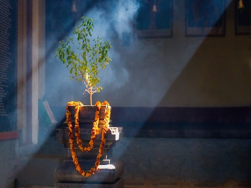 *তুলসীকে অত্যন্ত ভক্তি সহকারে মানসিকভাবে সুরক্ষিত রাখতে হবে। তুলসীকে যদি ভালবাসার সাথে আচরণ করা হয় তবে এর শক্তি বাড়ির প্রত্যেকের উপর প্রতিধ্বনি হিসাবে কাজ করে। আর্থিক সমস্যা হ্রাস পাবে, ঘরে শান্তি থাকবে, ভাল শক্তি ছড়িয়ে পড়বে।