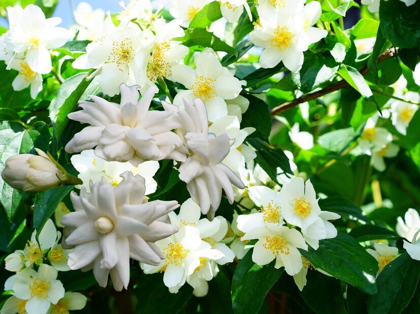 চামেলি ফুল গাছের মধ্যে সাপ আসার সম্ভাবনা বেশি থাকে। কিছু বিশ্বাস অনুযায়ী এর তীব্র, মিষ্টি গন্ধ সাপকে আকর্ষণ করতে পারে। এছাড়াও, জেসমিনের ঝোপ ঘন হয়, যা সাপের জন্য লুকানোর একটি নিরাপদ জায়গা হতে পারে। যদি গাছের কাছে আর্দ্র গর্ত বা পোকামাকড় থাকে তবে এটি সাপকে আরও আকর্ষণ করতে পারে কারণ এটি তাদের থাকার এবং খাবারের জন্য উপযুক্ত। তবে শুধুমাত্র জেসমিনের গন্ধই কারণ হতে পারে, এমনটা বিশ্বাস করা সঠিক নয়।