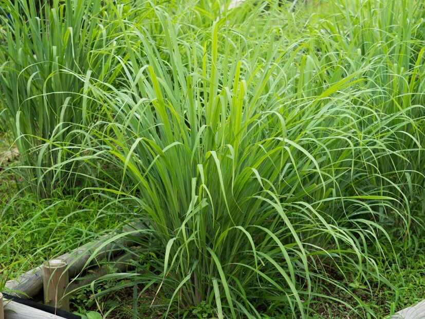 লেমনগ্রাস একটি ঘন এবং লম্বা পাতাযুক্ত গাছ, যা সাপকে লুকানোর জন্য আদর্শ জায়গা। মোটা ঝোপ ঠান্ডা, আর্দ্র এবং শান্ত পরিবেশ তৈরি করে এই গাছ, যা সাপকে গরম এবং বিপদ থেকে রক্ষা করে। প্রায়ই এই গাছটি বাগানের প্রান্তে বা কোণে লাগানো হয় যেখানে পরিষ্কার-পরিচ্ছন্নতা কম থাকে, যার ফলে ইঁদুর এবং পোকামাকড় আকৃষ্ট হয়। এগুলি সাপের খাবার হয়। যদিও লেমনগ্রাসের তীব্র গন্ধ কিছু পোকামাকড়কে দূরে রাখে, তবে সাপকে নয় বরং এটি তাকে নিরাপদ আশ্রয় প্রদান করে।