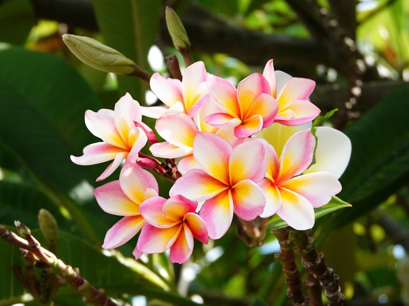 চাঁপা গাছ ঘন, পাতায় ভরা এবং ছায়াযুক্ত হয়, যা সাপের জন্য আরামদায়ক লুকানোর জায়গা তৈরি করে। এর চারপাশে আর্দ্রতা থাকে এবং পড়ে থাকা ফুল-পাতা থেকে পোকামাকড় ও ছোট প্রাণী আকৃষ্ট হয়, যা সাপের খাবার হয়। এছাড়াও এই গাছটি সাধারণত বাগান, মন্দির বা কম যত্ন নেওয়া জায়গায় থাকে, যেখানে পরিষ্কার-পরিচ্ছন্নতা কম থাকে। এমন জায়গায় সাপ নিজেকে নিরাপদ মনে করে। তাই চম্পা গাছের নিচে বা ঝোপে সাপ প্রায়ই লুকিয়ে থাকে, যদিও এটি সব সময় প্রয়োজনীয় নয়।