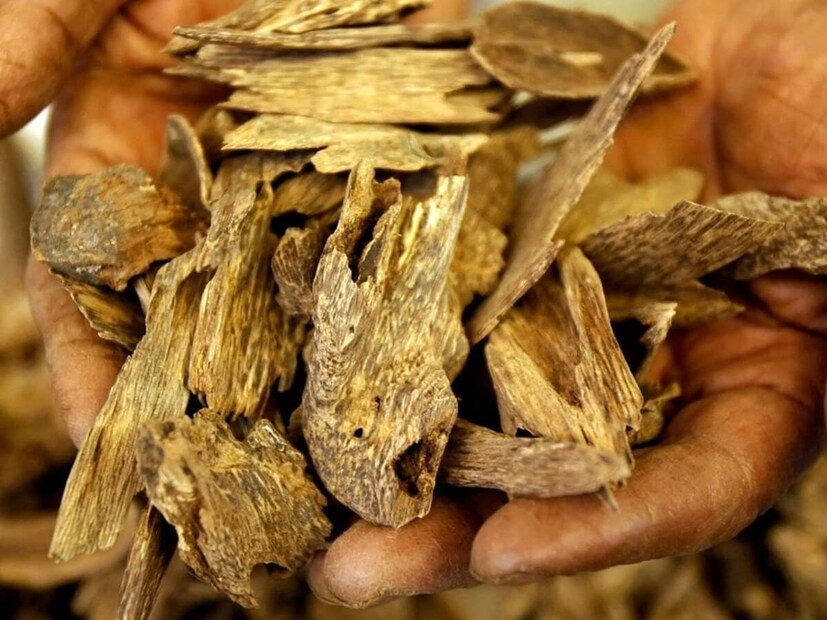 সাধারণ কাঠের যে কোনও প্রজাতির তুলনায়, এটি খুবই অনন্য। এই কাঠটি এক চমৎকার সুগন্ধ দেয় যা এই কাঠকে অন্য সব কাঠের চেয়ে আলাদা মর্যাদা দেয়। এটি খুবই বিরল একটি কাঠ। আগরউডের অনন্যতা ও অসাধারণ গুণ শুনলে চমকে যাবেন। এই বিশেষ গুণ এটিকে বিশ্বের সবচেয়ে ব্যয়বহুল উপাদানগুলির মধ্যে একটি করে তুলেছে।