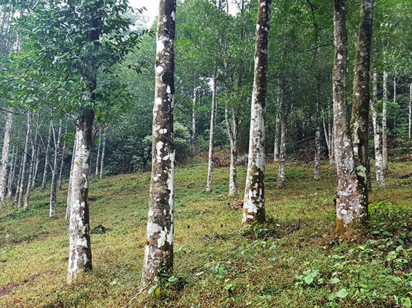 এটি কোথায় পাওয়া যায়?আগর কাঠ মূলত ভারত, মালয়েশিয়া, থাইল্যান্ড এবং ইন্দোনেশিয়ার মতো দক্ষিণ-পূর্ব এশিয়ার দেশগুলির বনাঞ্চলে পাওয়া যায়।