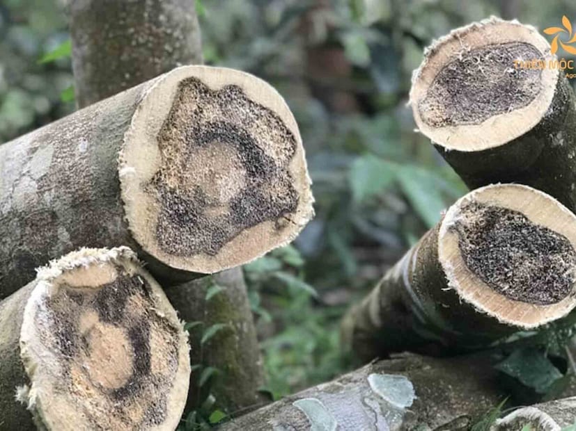 কত দাম এই কাঠের? কেন এত মূল্যবান?সোনা, রূপা এবং অন্যান্য মূল্যবান ধাতুর তুলনায় আগর কাঠের দাম বেশি। এর দাম প্রতি কেজি ১ লক্ষ টাকারও বেশি। বলা হয় এর বিরলতা এবং রজন উৎপাদন প্রক্রিয়া খুবই ধীর হওয়ায় এটি এত মূল্যবান। বাজারে উচ্চ চাহিদার কারণে এই কাঠের দামও ক্রমাগত বৃদ্ধি পাচ্ছে।