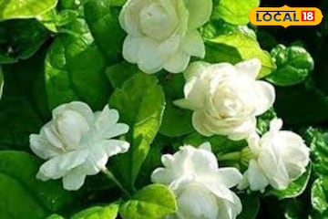 ভুরভুর করবে গন্ধ! ফুলে ফুলে ভরে উঠবে ছোট্ট টবের গাছ, এই সাদা গুঁড়ো...ট্রাই করে দেখুন ভুরভুর করবে গন্ধ! ফুলে ফুলে ভরে উঠবে ছোট্ট টবের গাছ, এই সাদা গুঁড়ো...ট্রাই করে দেখুন