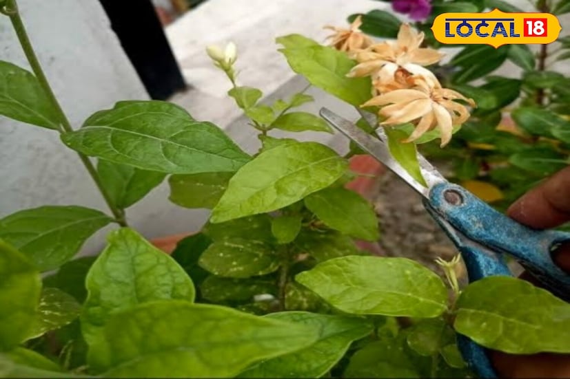 ছাঁটাই করা প্রয়োজন: ফেব্রুয়ারি এবং জুলাই মাসে বছরে দু’বার বেল গাছ হালকা করে ছাঁটাই করুন। শুকনো এবং অতিরিক্ত ডালপালা কেটে ফেলুন যাতে নতুন শাখা গজায়। অতিরিক্ত ছাঁটাই গাছের উপর চাপ সৃষ্টি করতে পারে, তাই কেবল হালকা করে ছাঁটাই করুন।