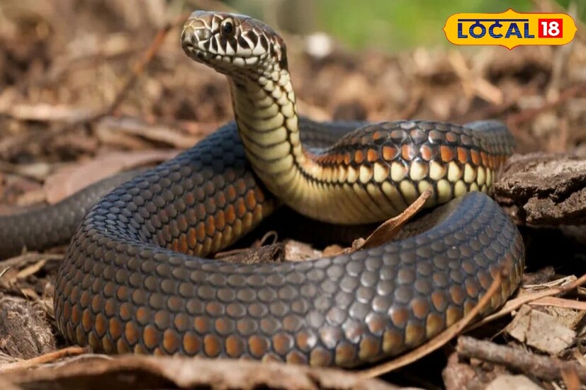 খরগোণ-এর মণ্ডলেশ্বরের বাসিন্দা ও ৯ বছরের অভিজ্ঞতা সম্পন্ন সর্প বিশেষজ্ঞ মহাদেব জানিয়েছেন, ভারতে প্রায় ২৭০ এর বেশি সাপের প্রজাতি পাওয়া যায়। এর মধ্যে কিছু প্রজাতি গার্ডেন স্নেক (বাগানের সাপ) হয়, যা আমাদের আশেপাশের বসবাসের এলাকাগুলোতে সহজেই দেখতে পাওয়া যায়। তবে কিছু সাপের দর্শন পাওয়া কিন্তু দুষ্কর।