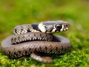 জঙ্গল ছেড়ে গৃহস্থের বাড়িতে ১৫ ফুটের বিশাল সাপ! উদ্ধার করতে যেতেই আঁতকে উঠলেন সকলে