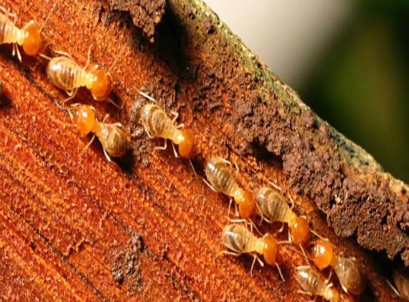 ভিনেগার এবং লেবুর রস স্প্রে-দুই চা চামচ সাদা ভিনেগার এবং দুই চা চামচ লেবুর রস নিন। এই দুটি একটি স্প্রে বোতলে ঢেলে ভাল করে মিশিয়ে নিন। যেখানে উইপোকা আক্রান্ত হয়েছে বা যেখানে পোকামাকড় দেখা যাচ্ছে সেখানে সরাসরি স্প্রে করুন। ভিনেগারে থাকা অ্যাসিটিক অ্যাসিড এবং লেবুর রসে থাকা সাইট্রিক অ্যাসিড উইপোকার স্নায়ুতন্ত্রকে আক্রমণ করে এবং তাৎক্ষণিকভাবে তাদের মেরে ফেলে। এই স্প্রে অন্যান্য ছোট পোকামাকড় তাড়ায়। ভাল ফলাফলের জন্য, কয়েক দিন ধরে প্রতিদিন স্প্রে করুন।